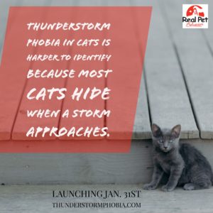 thunder cat