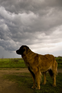 dog tall storm